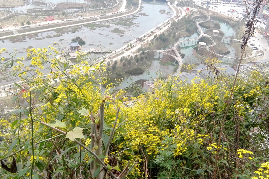 元宵节爬金山大发现“油菜花” - 靖西市·靖西网