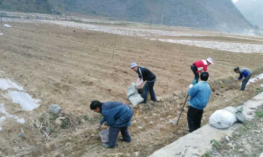 我的春节就是这样过的，很有意义！ - 靖西市·靖西网