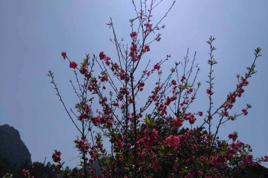 三八节：靖西桃花谷碰碰桃花运，收获满满的！ - 靖西市·靖西网