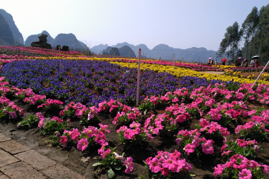 三八节：靖西桃花谷碰碰桃花运，收获满满的！ - 靖西市·靖西网