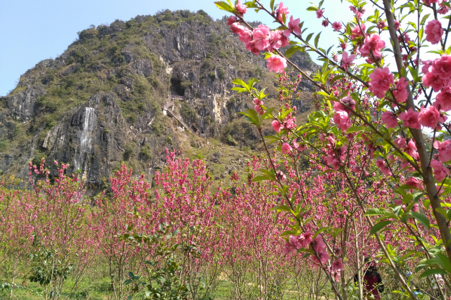 三八节：靖西桃花谷碰碰桃花运，收获满满的！ - 靖西市·靖西网