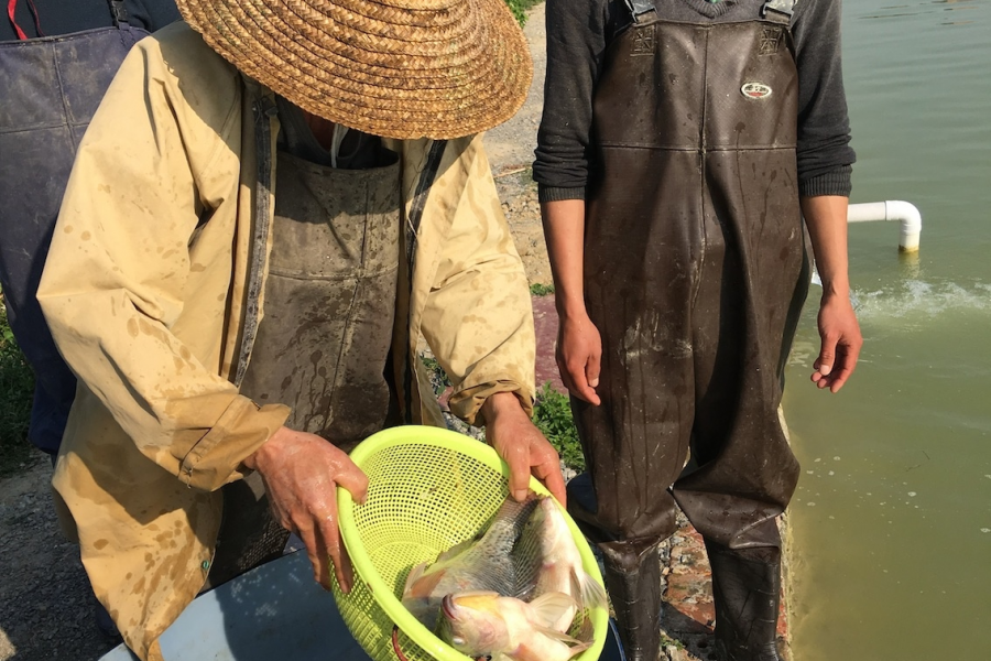 广西田东东承钓场开钓信息 - 靖西市·靖西网