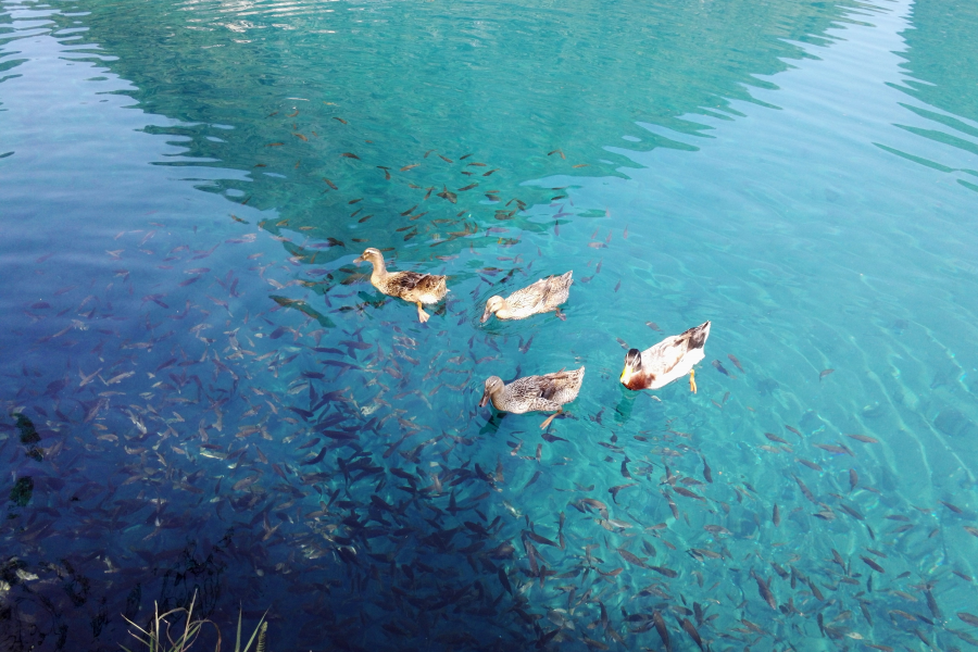 四只麻鸭和一群小鱼，靖西鹅泉清晨随拍。 - 靖西市·靖西网