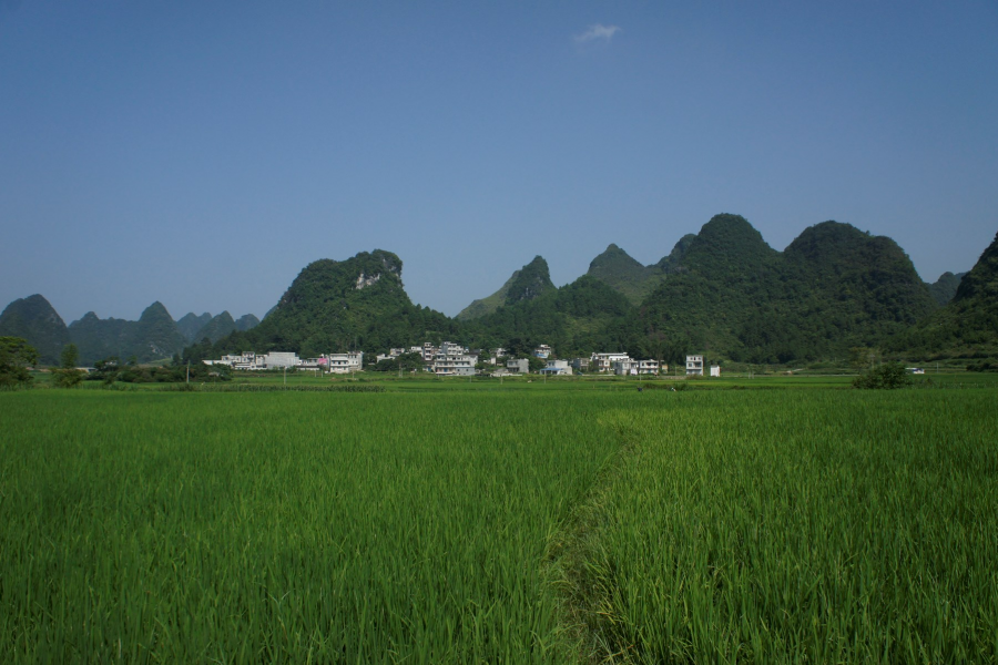 化峒镇三友村田园美景 - 靖西市·靖西网