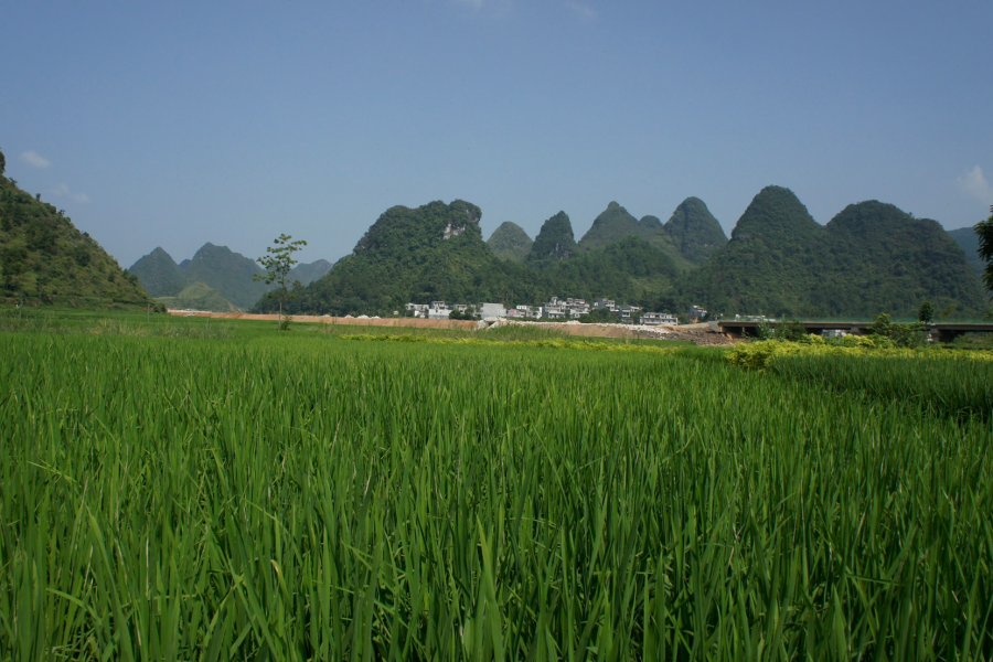 化峒镇三友村田园美景 - 靖西市·靖西网