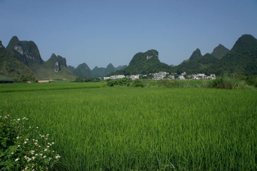 化峒镇三友村田园美景 - 靖西市·靖西网