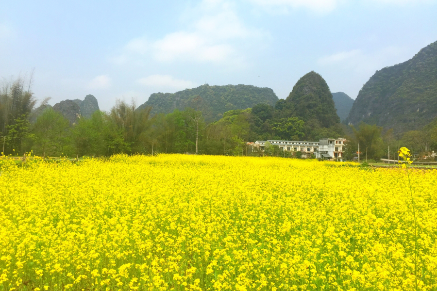 几处桃红柳叶青，数点春山满翠微。三月景，宜醉不宜醒 - 靖西市·靖西网