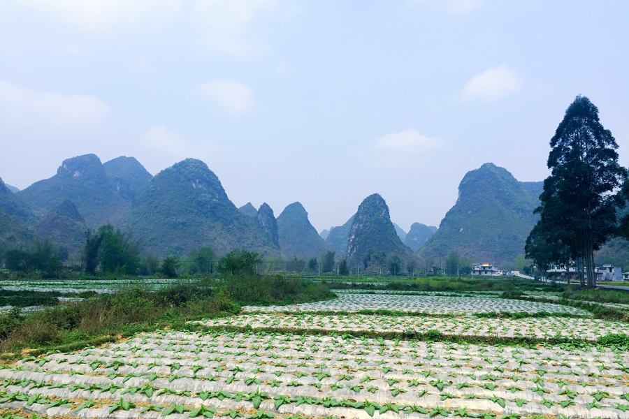 几处桃红柳叶青，数点春山满翠微。三月景，宜醉不宜醒 - 靖西市·靖西网