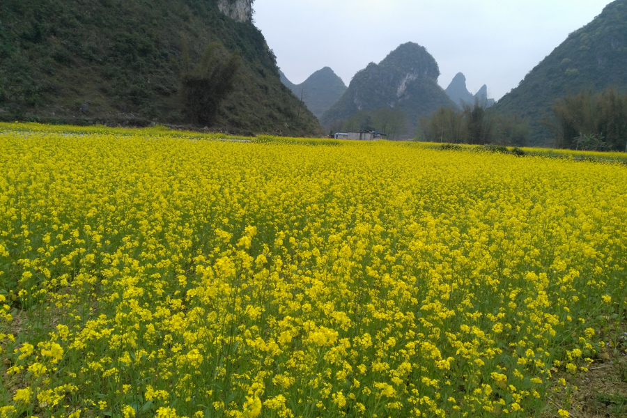 靖西化峒路边的油菜花，迷住了网友们的脚步！ - 靖西市·靖西网