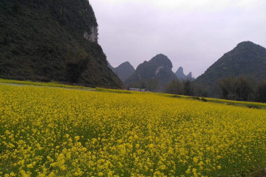 靖西化峒路边的油菜花，迷住了网友们的脚步！ - 靖西市·靖西网