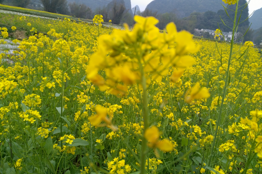 靖西化峒路边的油菜花，迷住了网友们的脚步！ - 靖西市·靖西网