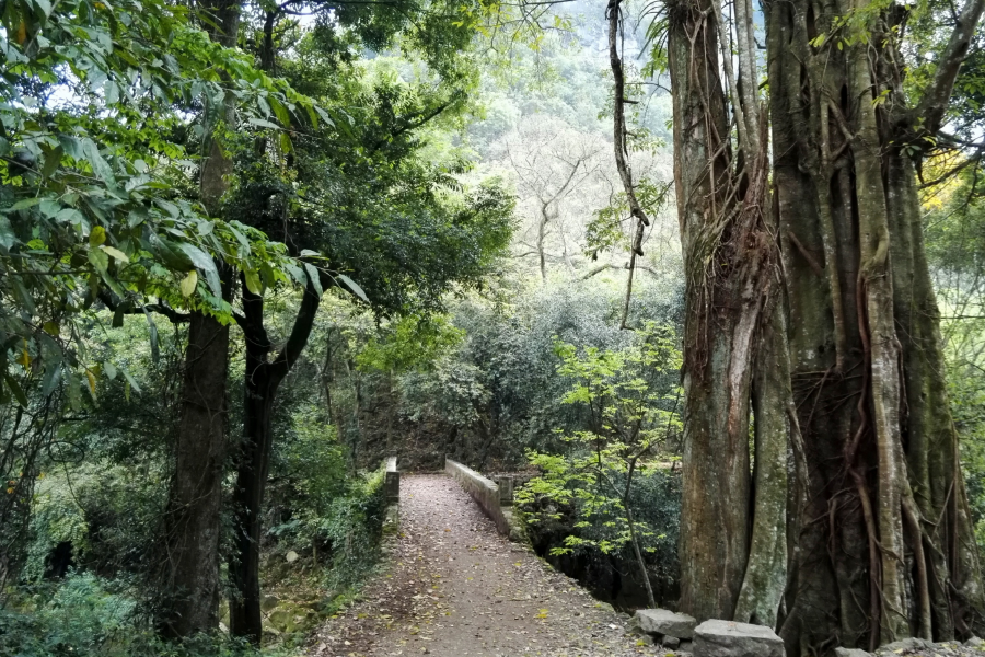 靖西二郎风光之古树守石桥。 - 靖西市·靖西网