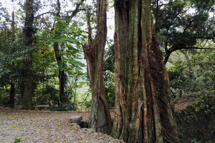 靖西二郎风光之古树守石桥。 - 靖西市·靖西网