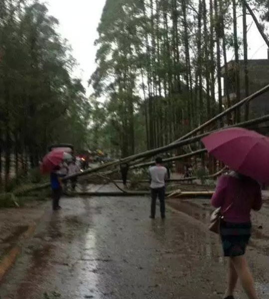 回顾靖西那场具有灾害性的暴风雨夹冰雹残局 - 靖西市·靖西网