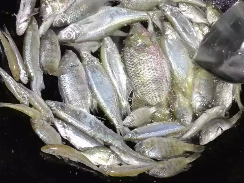 水库鱼，自己捞的，够味 - 靖西市·靖西网
