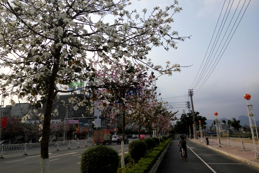 靖西市“市花”开啦？城东路一路花开！ - 靖西市·靖西网