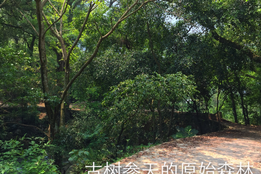 一个自然原始生态保护完好的小山村 - 靖西市·靖西网