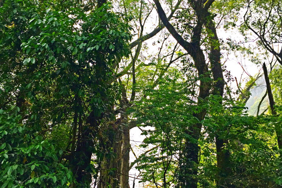 一个自然原始生态保护完好的小山村 - 靖西市·靖西网