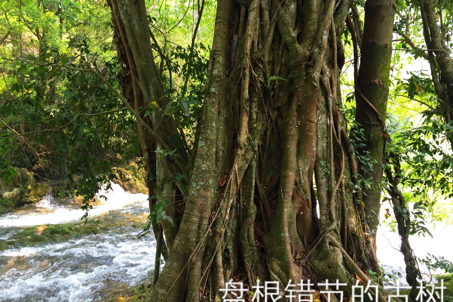 一个自然原始生态保护完好的小山村 - 靖西市·靖西网