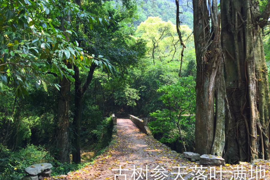 一个自然原始生态保护完好的小山村 - 靖西市·靖西网