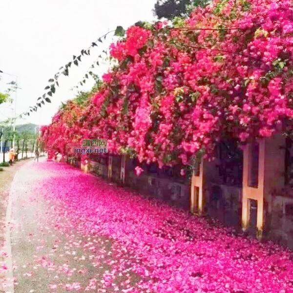 风里落红悲无主？梅花空结雨中愁！ - 靖西市·靖西网