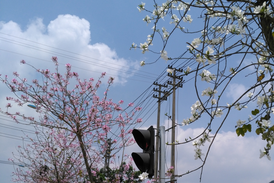 靖西市“市花”开啦？城东路一路花开！ - 靖西市·靖西网