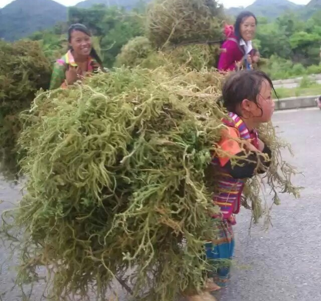 中越边境少数民族的乡村生活～自强不息的劳作 - 靖西市·靖西网