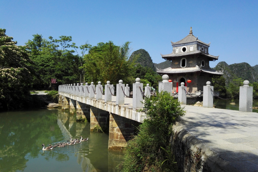 靖西旧州，跟拍十一只鹅。 - 靖西市·靖西网