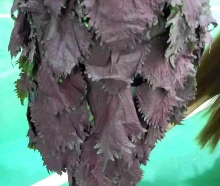 这些小学生创意100分，瓜苗花紫色菜叶做裙子 - 靖西市·靖西网