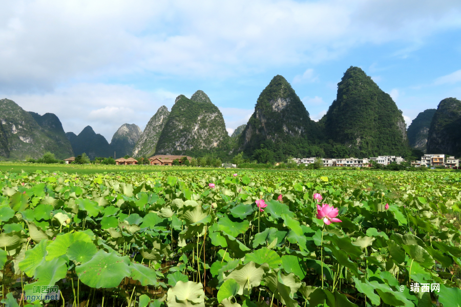 靖西市布胲屯赏荷。 - 靖西市·靖西网