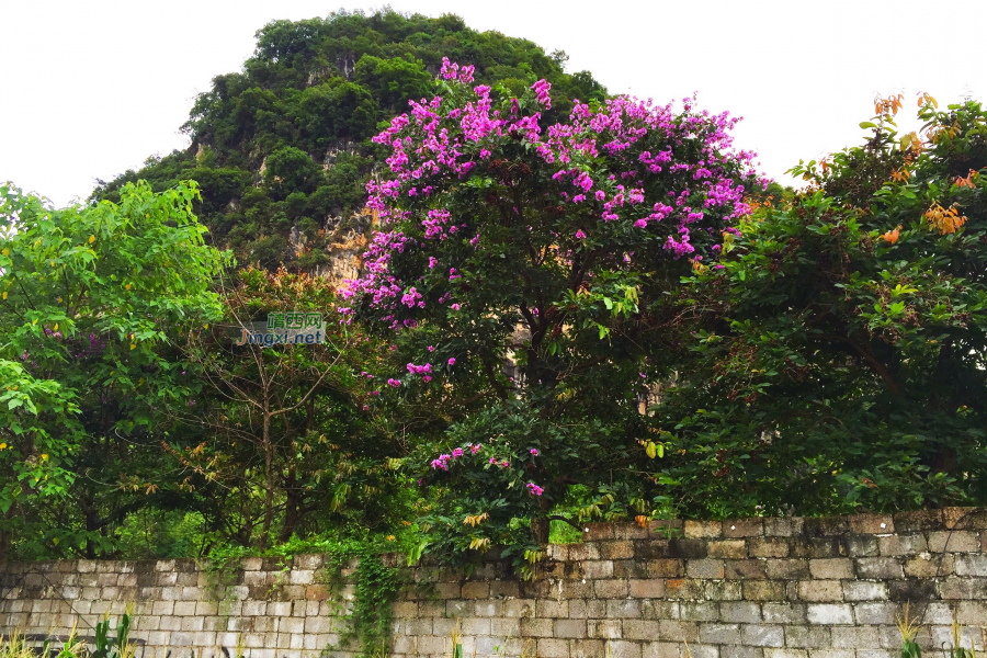 黄梅季节霏霏雨，夏深时令艳艳花。 - 靖西市·靖西网