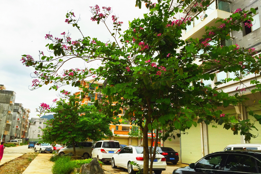 黄梅季节霏霏雨，夏深时令艳艳花。 - 靖西市·靖西网