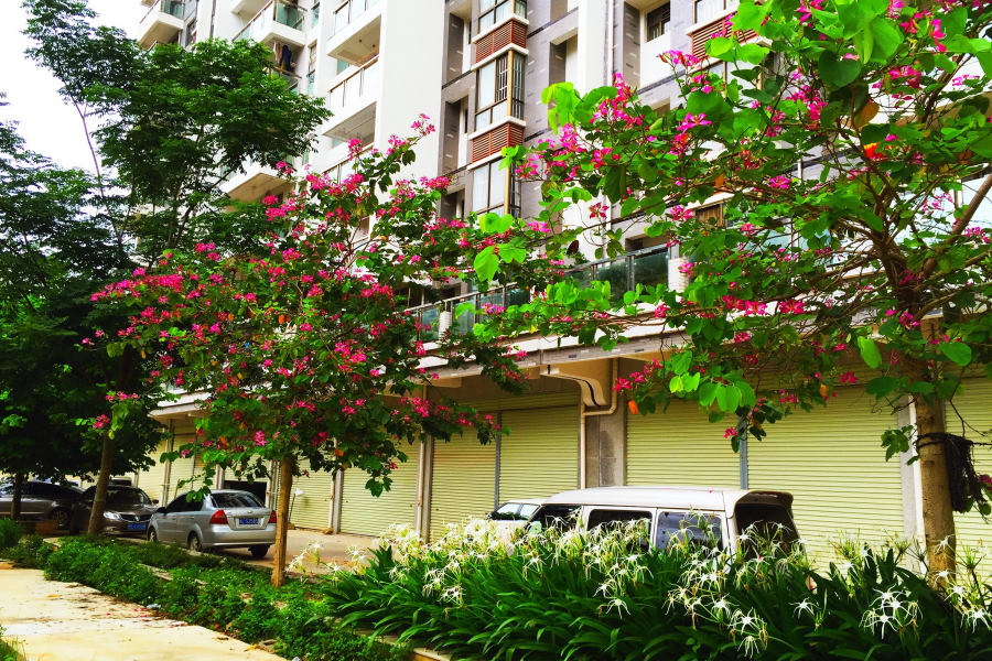 黄梅季节霏霏雨，夏深时令艳艳花。 - 靖西市·靖西网