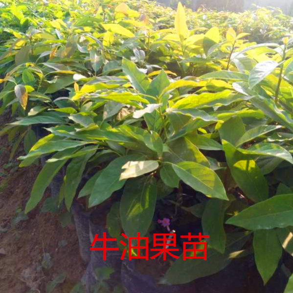 出售 牛油果苗 牛油果种子 辣木苗 - 靖西市·靖西网