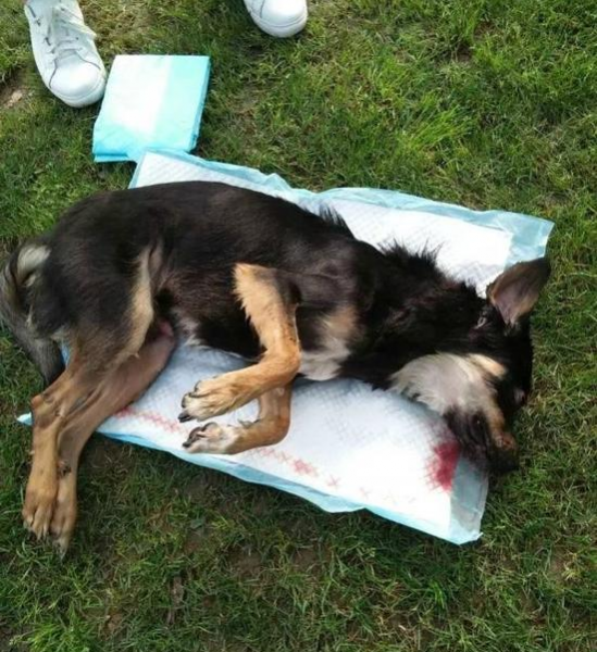 靖西的网友怎么看，一个狗疑被保安打死，爱狗者排队祭奠播经文超度 - 靖西市·靖西网