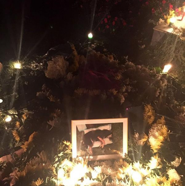 靖西的网友怎么看，一个狗疑被保安打死，爱狗者排队祭奠播经文超度 - 靖西市·靖西网