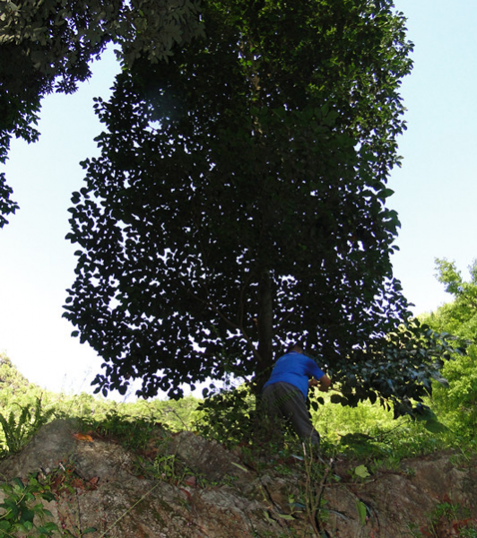 靖西市发现壮族长寿带！一条壮族长寿带从魁圩乡、果乐乡、龙临镇一直延伸到靖西市区北面的武平镇。 - 靖西市·靖西网