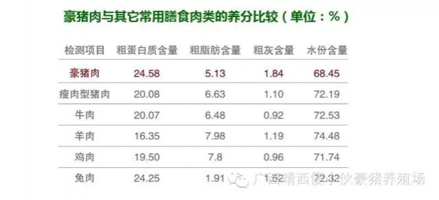 豪猪--营养价值高，还有药用价值 - 靖西市·靖西网