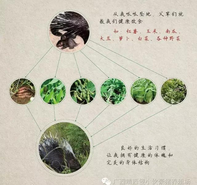 豪猪--营养价值高，还有药用价值 - 靖西市·靖西网