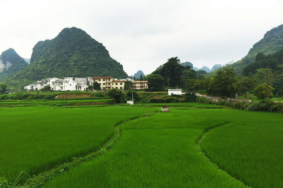 绿色的家园，美丽的乡村。 - 靖西市·靖西网