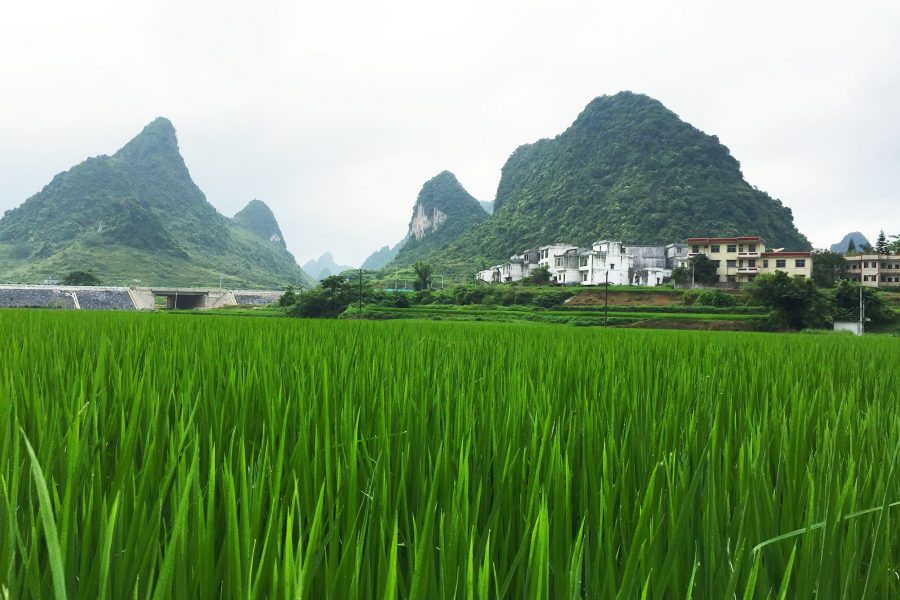 绿色的家园，美丽的乡村。 - 靖西市·靖西网