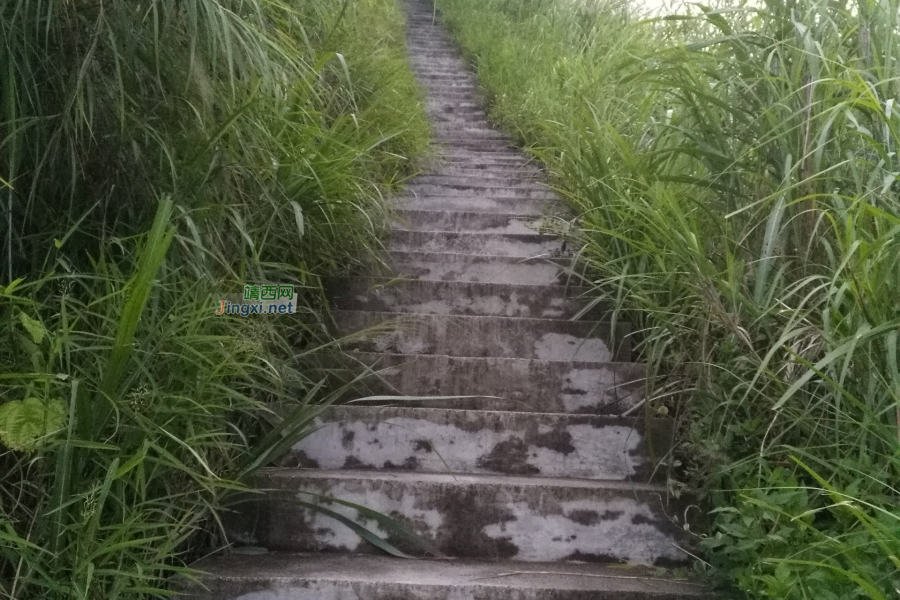 今天早上挑战银山，芦苇很漂亮！ - 靖西市·靖西网