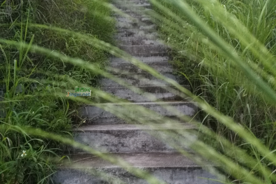 今天早上挑战银山，芦苇很漂亮！ - 靖西市·靖西网