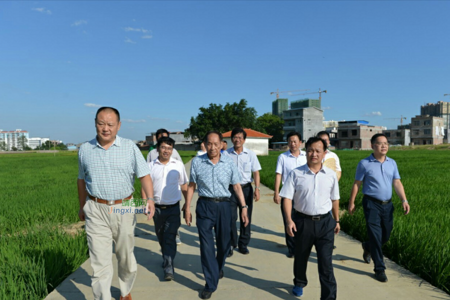 袁隆平来百色田阳，田东？袁隆平来百色建设5万亩两系杂交水稻制种基地 - 靖西市·靖西网