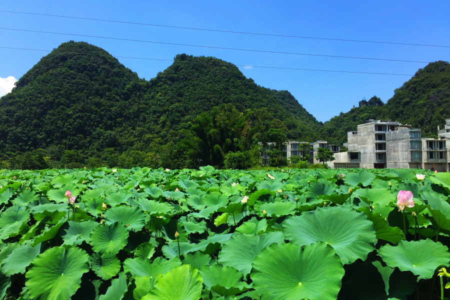 莲叶出水层层碧，荷花初开朵朵鲜。 - 靖西市·靖西网