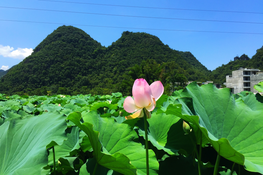 莲叶出水层层碧，荷花初开朵朵鲜。 - 靖西市·靖西网