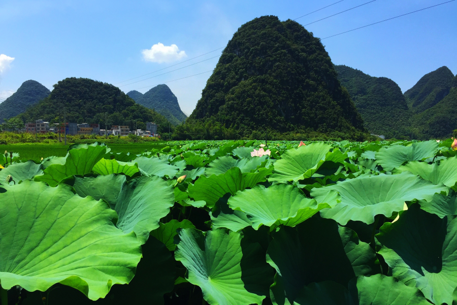 莲叶出水层层碧，荷花初开朵朵鲜。 - 靖西市·靖西网