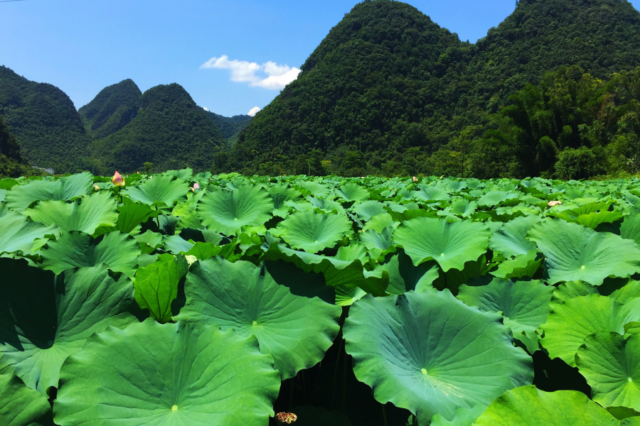 莲叶出水层层碧，荷花初开朵朵鲜。 - 靖西市·靖西网