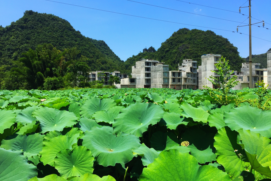 莲叶出水层层碧，荷花初开朵朵鲜。 - 靖西市·靖西网