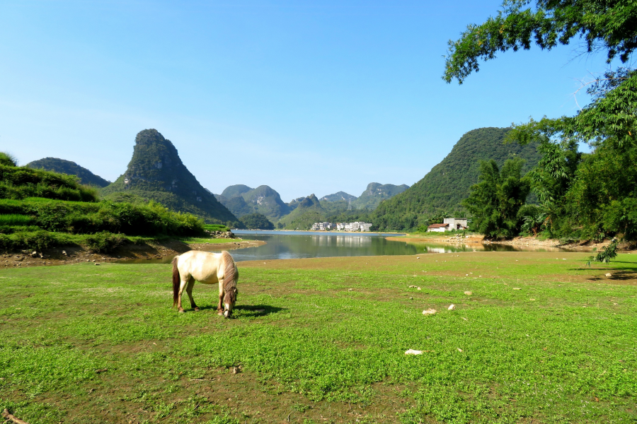 水波粼粼荷皎洁，朋怀湖边有美景。 - 靖西市·靖西网